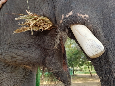 L'éléphant mange de la paille